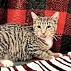 Thumbnail photo of Magenta #2