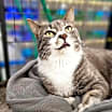 Thumbnail photo of Rascal #1