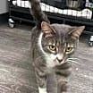 Thumbnail photo of Rascal #3