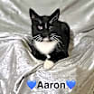 Thumbnail photo of Aaron and Archer #3
