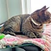 Thumbnail photo of Rumples #1