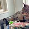 Thumbnail photo of Rumples #2