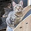 Thumbnail photo of Scampi #2