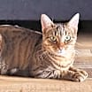 Thumbnail photo of CELIA #1