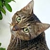 Thumbnail photo of CELIA #2
