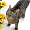 Thumbnail photo of CELIA #3
