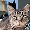 Thumbnail photo of Curly #1