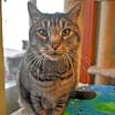 Thumbnail photo of Curly #2