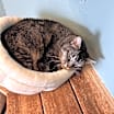 Thumbnail photo of Curly #3