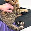 Thumbnail photo of Jerry #4