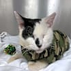Thumbnail photo of Armstrong #1