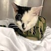 Thumbnail photo of Armstrong #2