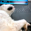 Thumbnail photo of Armstrong #4