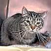 Thumbnail photo of Cedric Diggory #2
