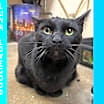 Thumbnail photo of Luna Lovegood #2