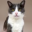 Thumbnail photo of Boris (in foster) #1