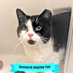 Thumbnail photo of Oreo #1