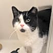 Thumbnail photo of Oreo #2