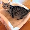Thumbnail photo of Dixon #1