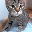 Thumbnail photo of Kiki #1