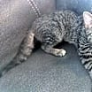 Thumbnail photo of Kiki #2