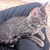 Thumbnail photo of Kiki #3
