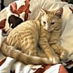 Thumbnail photo of Oswald #2