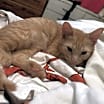 Thumbnail photo of Oswald #4