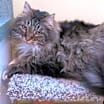 Thumbnail photo of Hyacinth #2