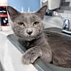 Thumbnail photo of Marlin #1