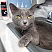 Thumbnail photo of Marlin #2