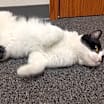 Thumbnail photo of Nelson #4