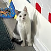 Thumbnail photo of Clover #3