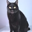 Thumbnail photo of Scamper #1