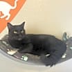 Thumbnail photo of Scamper #2
