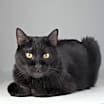 Thumbnail photo of Scamper #3