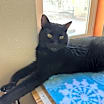 Thumbnail photo of Scamper #4
