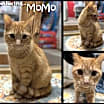Thumbnail photo of MoMo #2