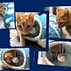 Thumbnail photo of MoMo #3