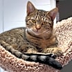 Thumbnail photo of Bebe #3