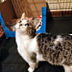 Thumbnail photo of Nikki #1