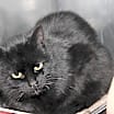 Thumbnail photo of Catrina (Spayed) #1
