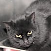 Thumbnail photo of Catrina (Spayed) #2
