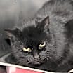 Thumbnail photo of Catrina (Spayed) #3