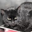 Thumbnail photo of Catrina (Spayed) #4