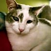 Thumbnail photo of Curly #4