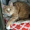 Thumbnail photo of Percy #1
