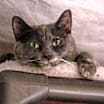 Thumbnail photo of Fern #1
