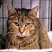 Thumbnail photo of Ginger #1