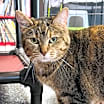 Thumbnail photo of Ginger #2